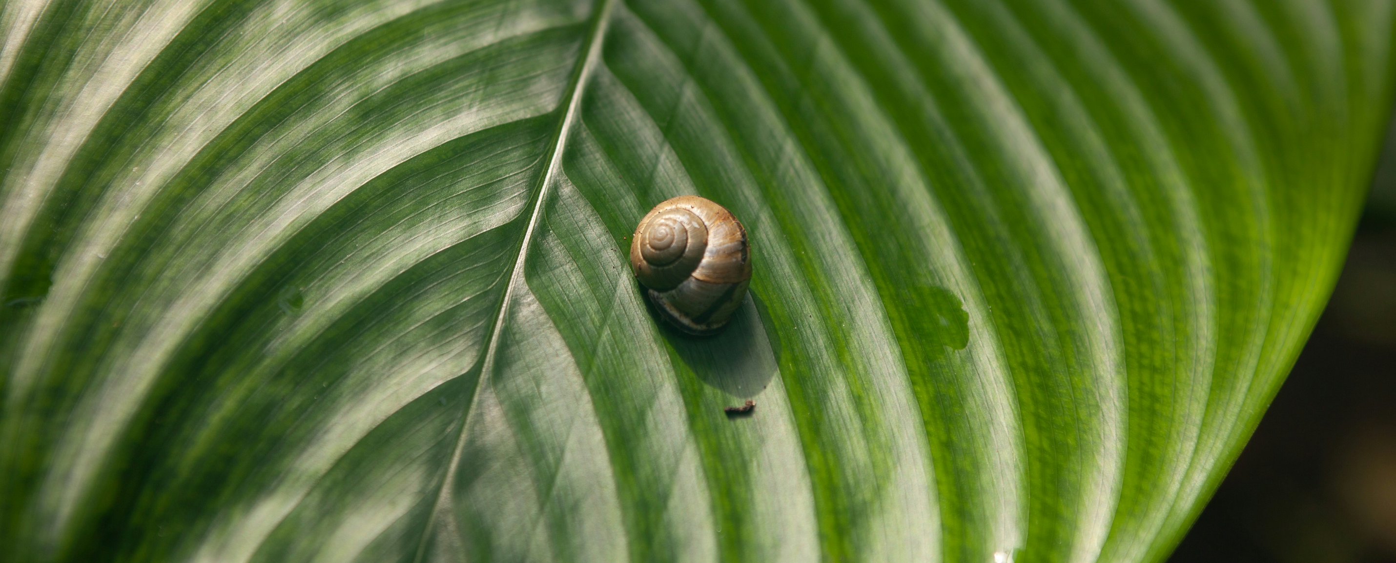 Extracto filtrado de baba de Caracol: el secreto de una piel perfecta